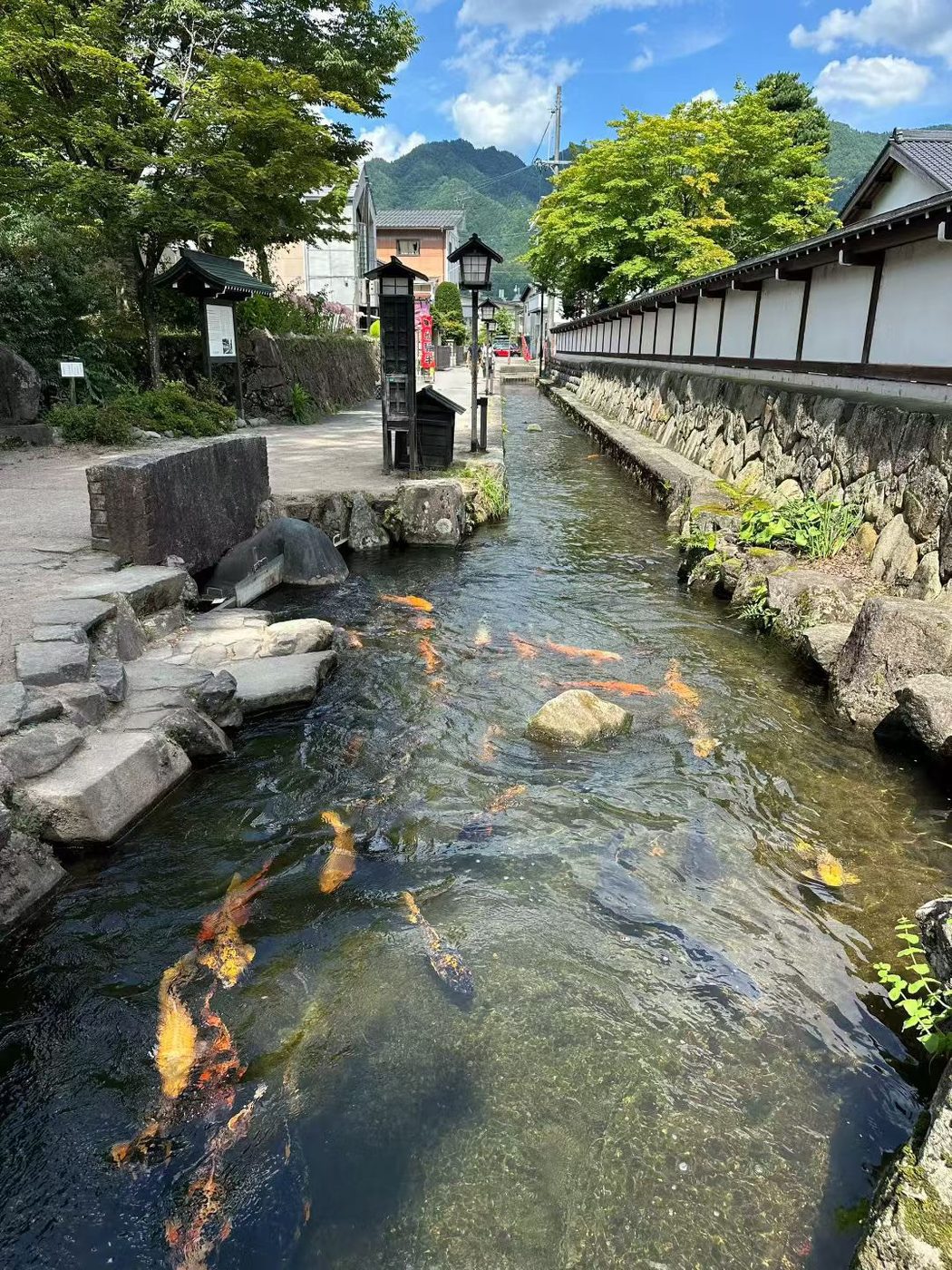 飛驒古川瀨戶川錦鯉